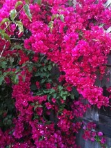 AWS **Helen Johnson** Bougainvillea**Small Well Rooted Starter Plant*Usa Seller* - £22.31 GBP