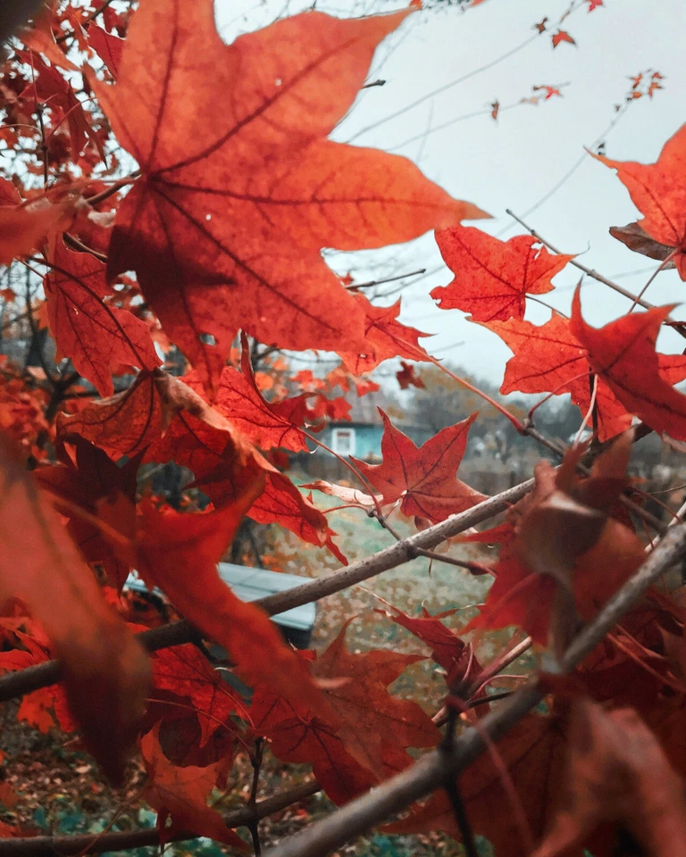 40 Red Maple Tree Seeds, Acer rubrum Fast Growing Shade Tree, Ornamental... - $6.49