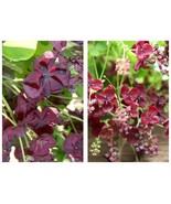 Chocolate Vine Akebia Quinata -Plant - Approx 6-8 Inch - £34.71 GBP