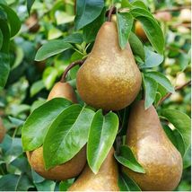Forelle Pear Seeds Pyrus Pyrifolia Native Fruit Tree Edible - £4.38 GBP