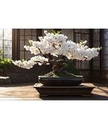 White Cherry Blossom Bonsai Tree seeds, with detailed instructions - $9.95