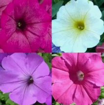 HT 200 Seeds Petunia Hummingbird Mix Butterflies Flowers Planting Seeds - $9.50