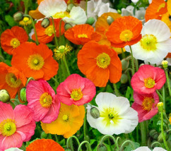 500 Seeds of Beautiful Iceland Poppy  - £10.61 GBP