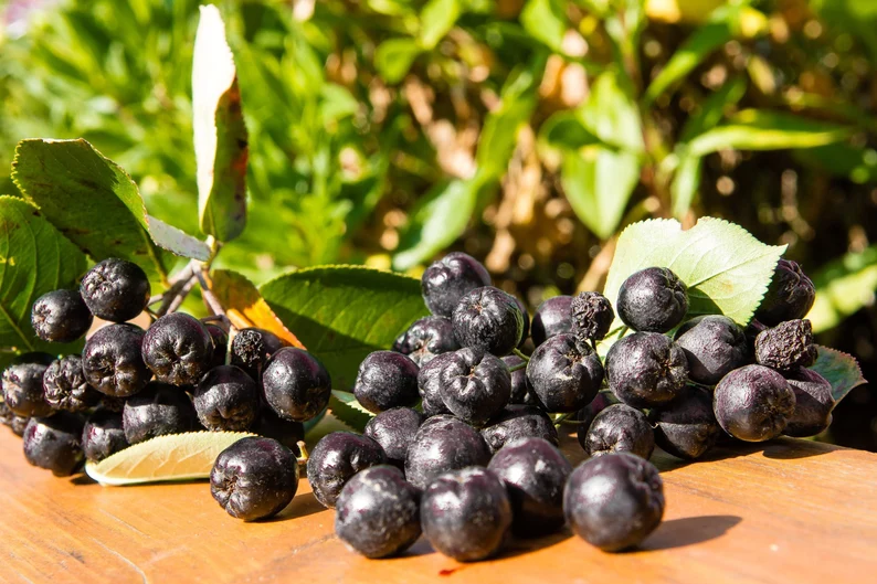 30 Seeds PURPLE CHOKEBERRY Aronia Prunifolia White Flower Fruit Shrub  - $9.99