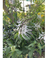 1 Pc Live Plant 10&quot; Tall White Cat Whiskers Orthosiphon Flower Plant | RK - £48.53 GBP
