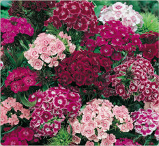 40+ Sweet William Dianthus Flower Seeds Mix Fragrant Long Lasting - £7.91 GBP