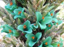 25 Puya berteroniana Teal Blue Flower Puya Seeds - £10.38 GBP