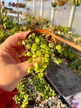 String of Turtles Peperomia Prostrata 2&quot; Pot Live Plant - £6.26 GBP