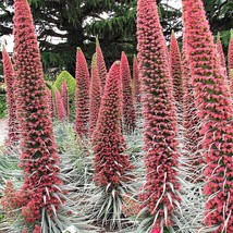 New Fresh Seeds 25 Tower Of Jewels Red Bugloss Echium Wildpretii Ruby Hummingbir - $14.90