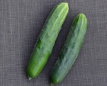 30 Seeds Marketmore 76 Cucumber Seeds Organic Vegetable Garden Patio Con... - £7.20 GBP