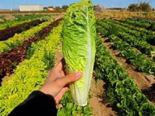 20 Seeds Romaine Paris Island Cos Lettuce Non-gmo Heirloom