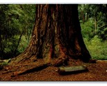 Father of the Forest Tree Big Basin Redwood State Park CA Chrome Postcar... - $2.92