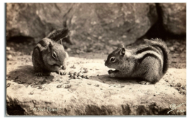 RPPC Sanborn Postcard K-768. &quot; A Nut Feast&quot; 2 Squirrels on a rock eating. - £15.44 GBP