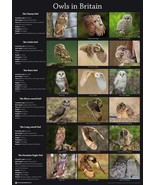 Owls in Britain Poster A2 59cm x 42cm Bird of Prey Eagle Barn Owl Print ... - $12.29 CAD