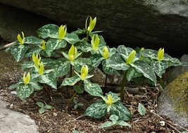 Yellow Trillium 20 bulbs (T. luteum) wildflower image 4