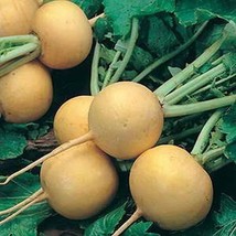 Usa Seller Golden Ball Turnip Seeds Fast Shipping - $9.80