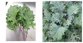 1000+ Red Russian Kale Seeds Vegetable Greens Survival - £15.17 GBP