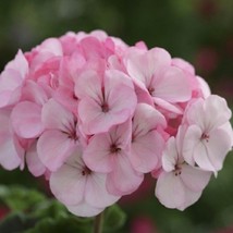 USA Seller Bin1D#2 Geranium Seeds Geranium Horizon Appleblossom 100 Seeds - £41.37 GBP