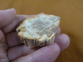 R805-7) genuine fossil Petrified Wood slice specimen Madagascar organic ... - £11.88 GBP
