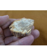 R805-7) genuine fossil Petrified Wood slice specimen Madagascar organic ... - $14.95