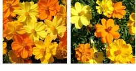 300 Seeds Cosmos SULPHUR DWARF Mix Orange Yellow Gold Butterflies &amp; Bees Seeds - £21.62 GBP