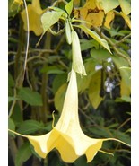 CLK Brugmansia Insignis Jean Pasko | 10_Seeds - $19.90