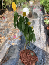 1 Pc Live Plant 8&quot; Tall Yellow Shrimp Justicia brandegeana Flower Plants | RK - £48.12 GBP