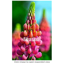 200 pcs Mix Color Lupine Bonsai Plants Annual Succulent groundcover Flow... - £6.30 GBP