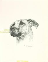 #22 GREAT DANE un-cropped ears dog art print * Pen and ink drawing * Jan... - $12.50