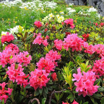 JR 35 Alpine Rose Rhododendron Seeds - Rhododendron ferrugineum - Beautiful Shru - £7.25 GBP