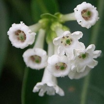 Cestrum Diurnum White Chocolate Jasmine Day Jessamine 10 Seeds Gardening USA SEL - £14.50 GBP