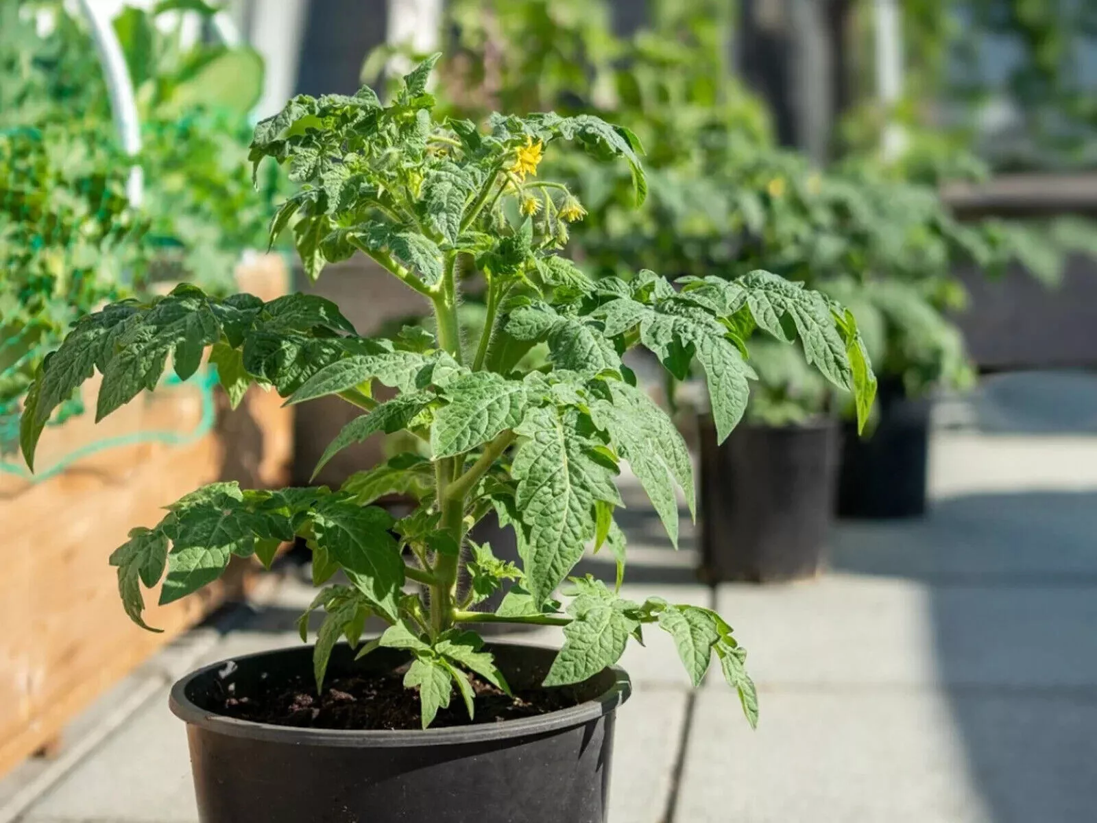 50 Seeds Tropic Tomato Tomatoe Vegetable Garden Edible Canning - $5.18