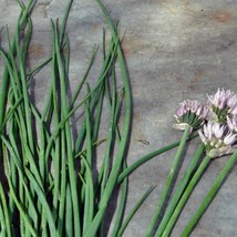 Fresh USA Seller Common Chives S Gardening - £12.19 GBP