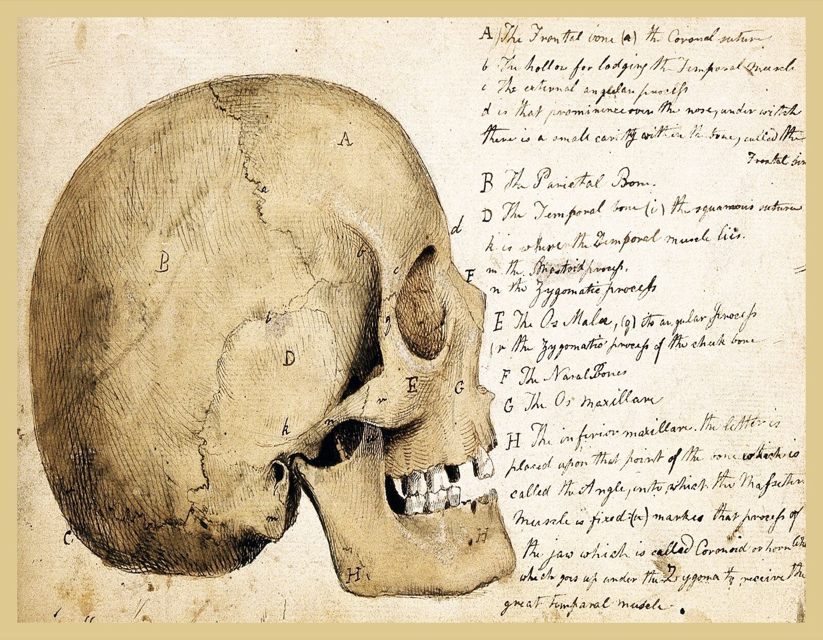 11530.Decorative Poster print.Wall art room home decor.Anatomy human skull