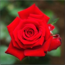 NEW Heirloom Fresh Red Chinese Rose Flower Seeds, Professional Pack, 20 Seeds, s - £5.35 GBP