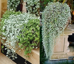 Dichondra Repens Silver Falls in Hanging Baskets, 100 SEEDS D - £10.89 GBP