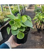 6in pot Pilea Peperomioides  Big Chinese Money Plant  UFO Plant  Peperom... - €25,42 EUR