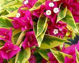 Bougainvillea rooted PINK PIXIE QUEEN Starter Plant - $27.78