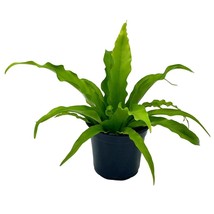 Bird&#39;s Nest Fern, Crissie, 4 inch, Asplenium Antiquum, epiphytic fern in a 4 - £7.71 GBP