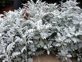 40 Seeds Senecio cineraria Silver Dusty Miller Ornamental Herb Plants - $9.98