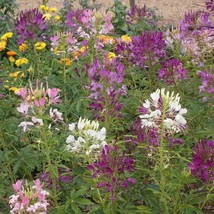 100 Spider Plant Flower Seeds Cleome Hassleriana Us Grown Seed Fresh Seeds Fast  - £11.06 GBP