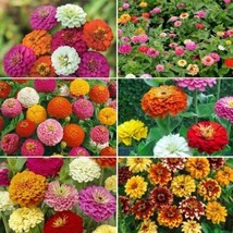 Ultimate Zinnia Flower Seed Mix, 6 Mixes in 1, Zin Master, FREE SHIPPING - £1.31 GBP+