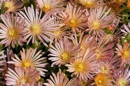 PowerOn 50+ Apricot Shimmer Ice Plant Flower Seeds / Perennial - £5.77 GBP