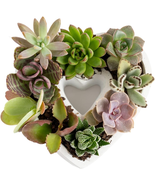 Mini Succulent DIY Heart Kit Fully Rooted, 2-Inch Live Indoor Plant, 4-I... - $839.93 MXN