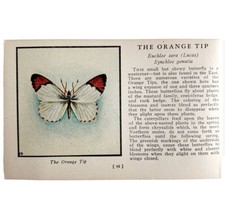 Orange Tip Butterfly 1934 Butterflies Of America Antique Insect Art PCBG14A - £15.61 GBP