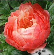 20 Seeds Peony Flowers Seeds Rose Pink To Whitish Pink Double Ball Flowers Us Se - $14.99