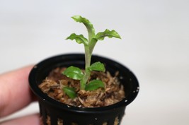 MALAXIS COMMELINIFOLIA SMALL TERRESTRIAL JEWEL ORCHID POTTED - $508.87 MXN