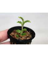 MALAXIS COMMELINIFOLIA SMALL TERRESTRIAL JEWEL ORCHID POTTED - $505.48 MXN