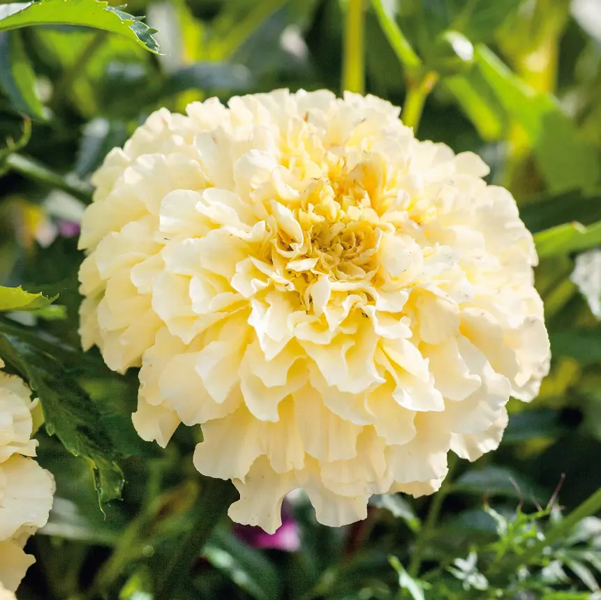 KS African Marigold Moonlight 18-24&quot; Double Blooms Non Gmo Planting 50 S... - $185.30 MXN