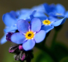 500 Blue Chinese Forget Me Not Hounds Tongue Cynoglosum Amabile Flower Seeds - $8.35